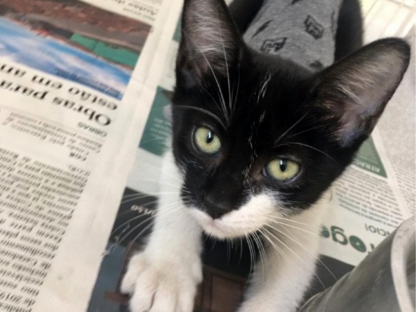 Galeria Cine Progresso recebe feira de adoção de cães e gatos no sábado (16).jpg